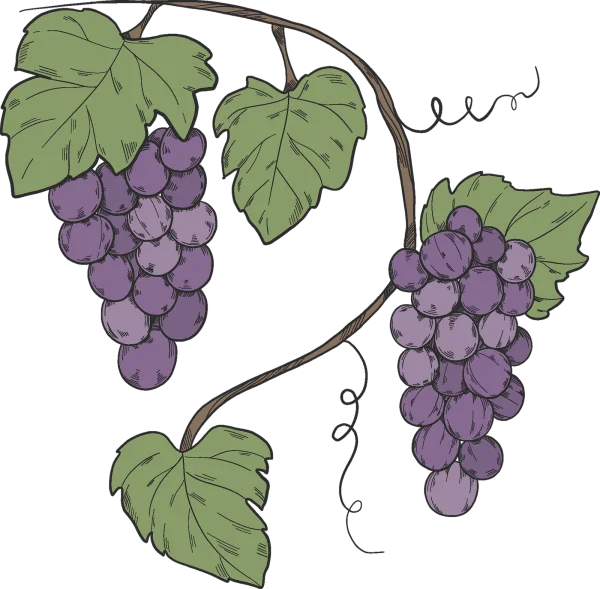 Hand-Drawn Purple Grapes on Vine PNG Transparent