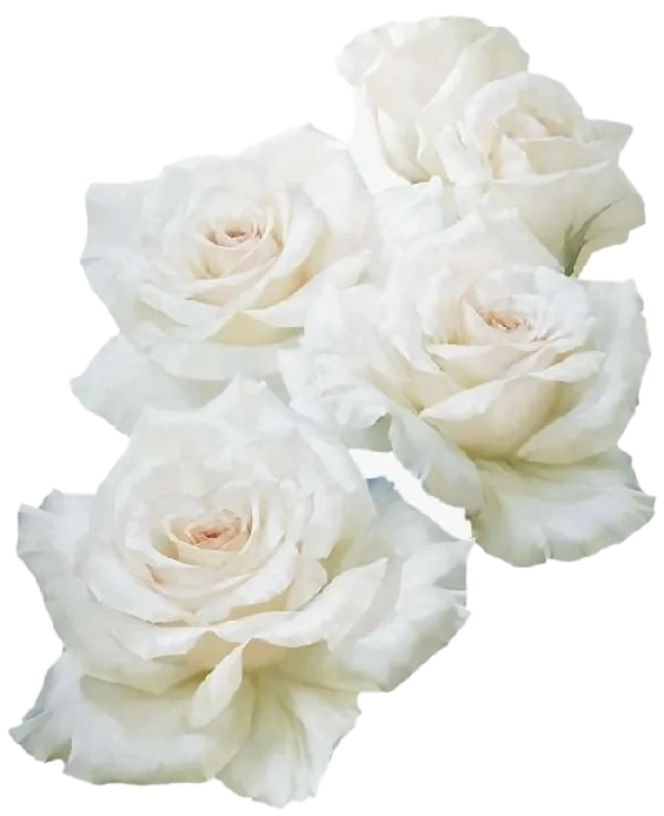 Elegant White Roses PNG Transparent Background