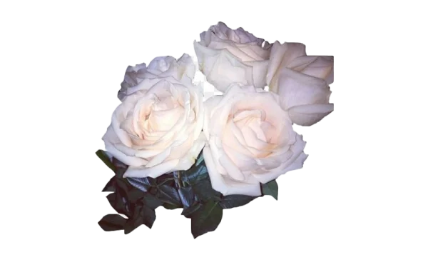 Elegant White Rose Bouquet PNG Transparent