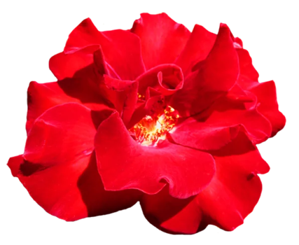 Red Rose Flower PNG Transparent Background