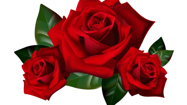 Three Vibrant Red Roses PNG Transparent Background