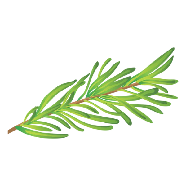 Rosemary Sprig PNG Transparent Background