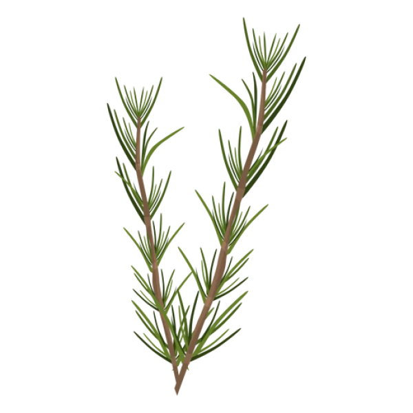 Rosemary Sprigs PNG Transparent Background