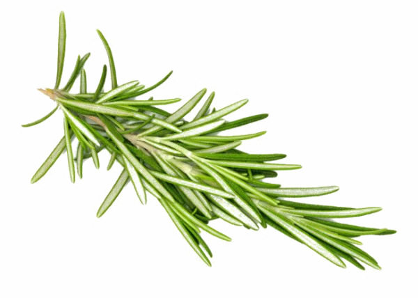 Fresh Rosemary Sprig PNG Transparent Background