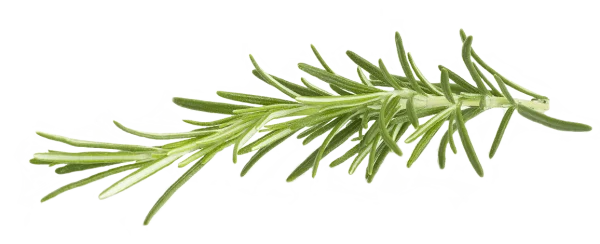 Fresh Rosemary Sprig PNG Transparent Background