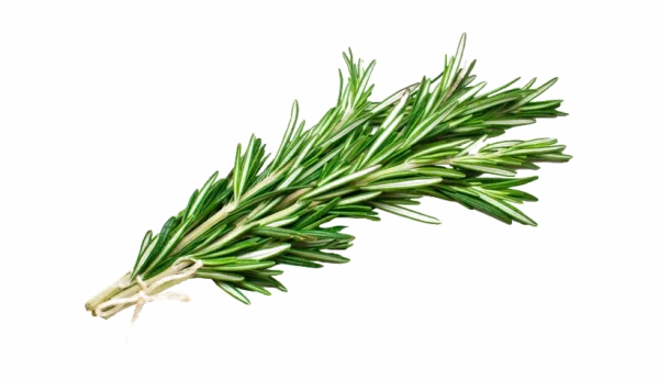 Fresh Rosemary Bundle PNG Transparent Background
