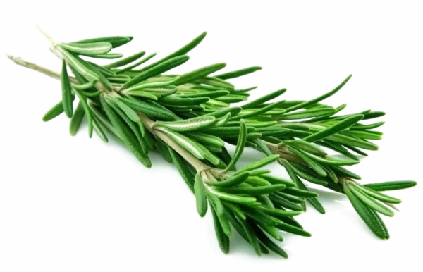 Fresh Rosemary Sprigs PNG Transparent Background