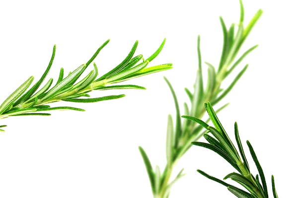 Fresh Rosemary Sprigs PNG Transparent Background