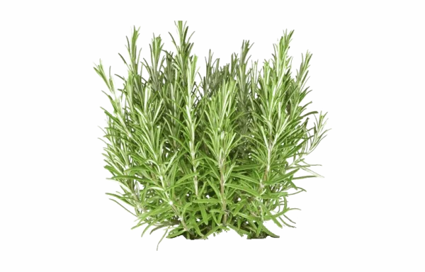 Fresh Rosemary Herb Transparent PNG