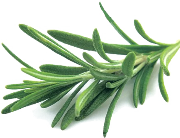 Fresh Rosemary Sprig PNG Transparent Background