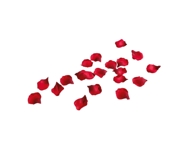 Red Rose Petals PNG Transparent Background