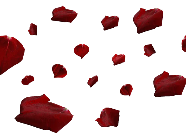 Red Rose Petals Falling PNG Transparent Background