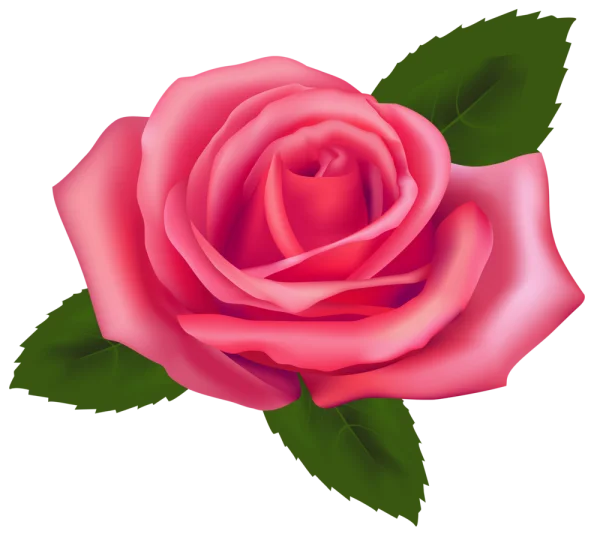 Beautiful Pink Rose PNG Transparent Background