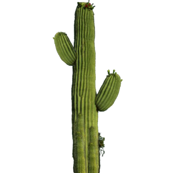 Saguaro Cactus with Flowers PNG Transparent