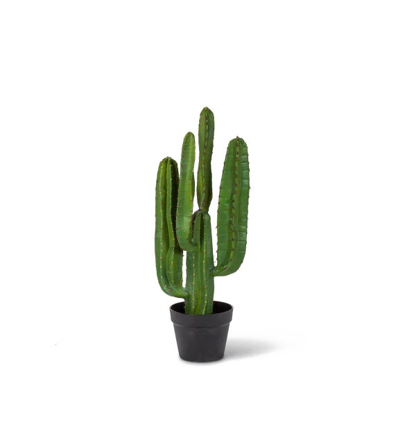 Realistic Potted Cactus PNG Transparent