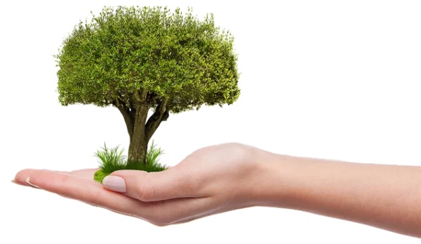 Hand Holding Small Tree PNG Transparent Background