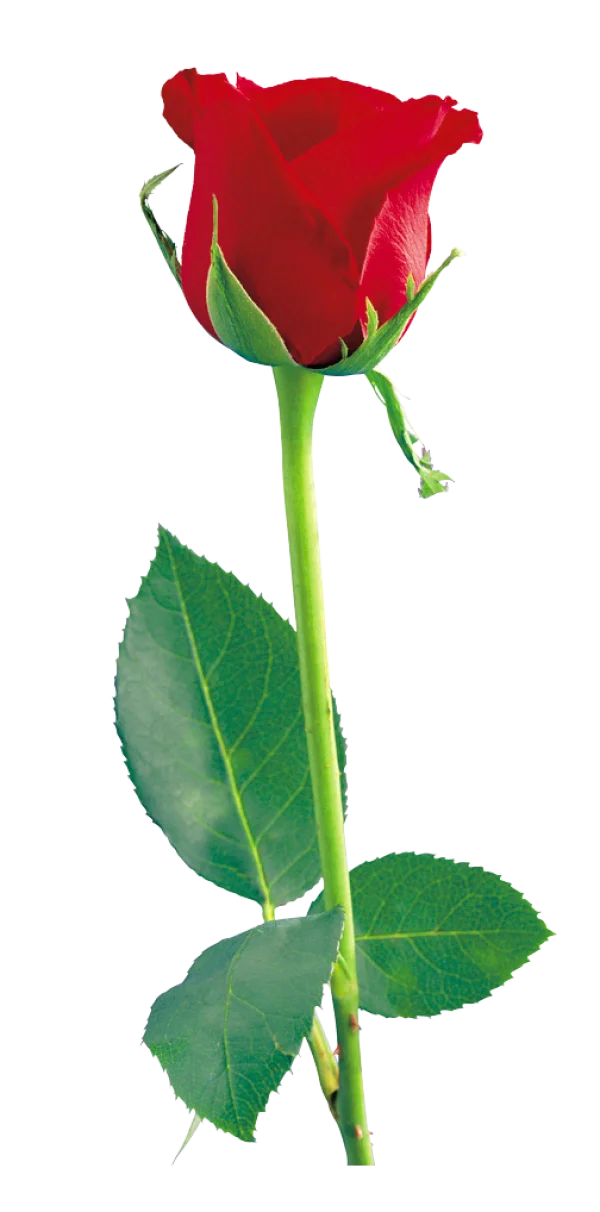 Red Rose with Green Stem PNG Transparent Background