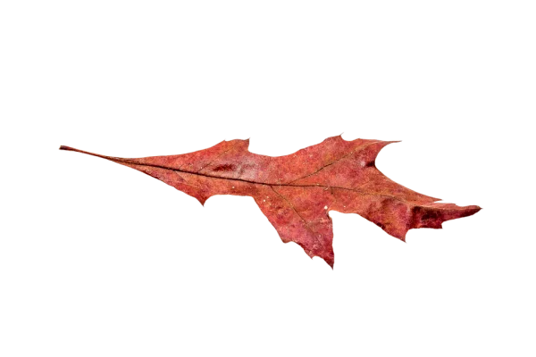 Dried Red Autumn Leaf PNG Transparent Background