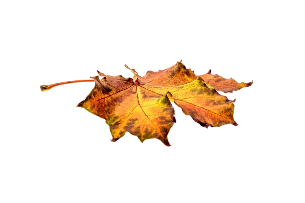 Autumn Maple Leaf Transparent Background PNG