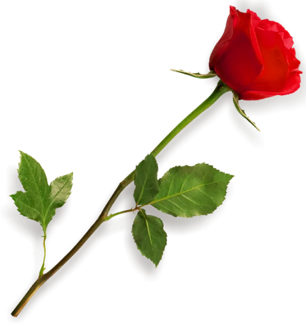 Red Rose with Stem and Leaves PNG