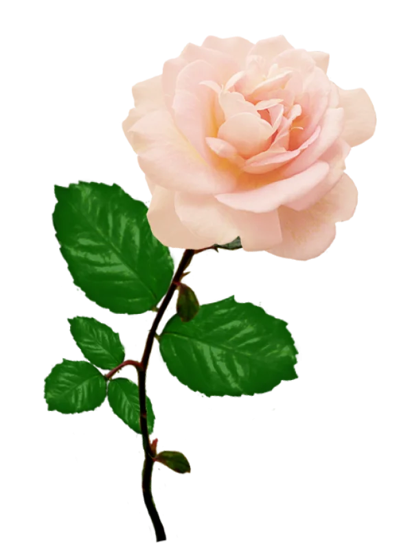 Pink Rose Stem PNG Transparent Background