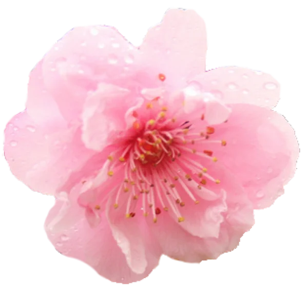 Pink Cherry Blossom Flower with Dew Drops PNG