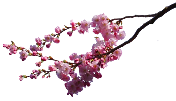 Pink Cherry Blossom Branch PNG Transparent