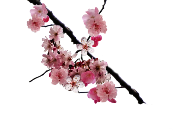Cherry Blossom Branch PNG Transparent Background
