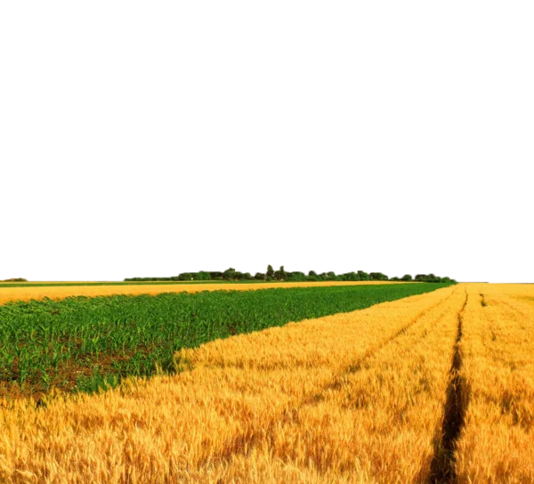 Golden Wheat Field with Green Crops PNG Transparent Background