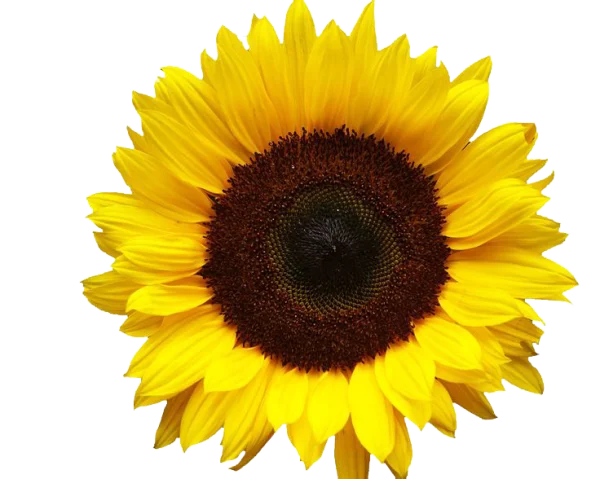 Vibrant Sunflower Transparent Background PNG