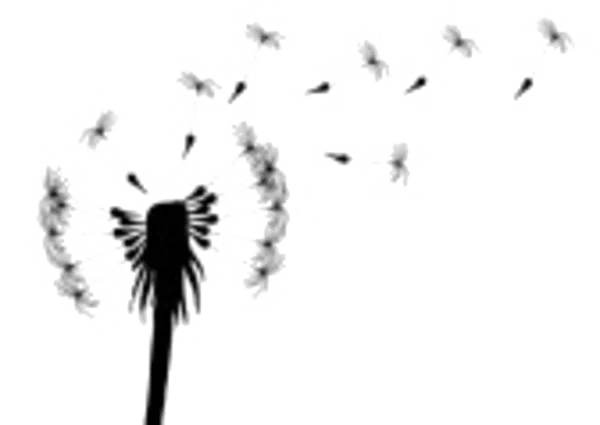 Dandelion with Blowing Seeds PNG Transparent Background
