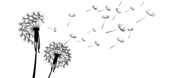 Dandelion with Blowing Seeds PNG Transparent Background