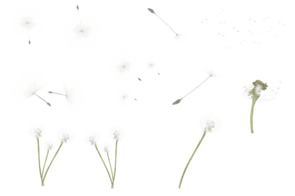 Dandelion Seeds and Fluff Transparent PNG