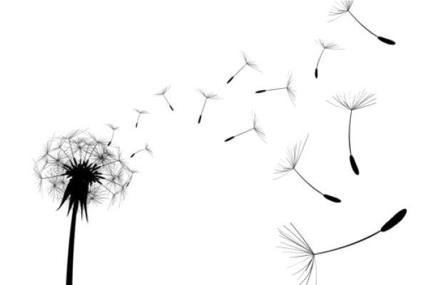 Dandelion Blowing Seeds Transparent PNG