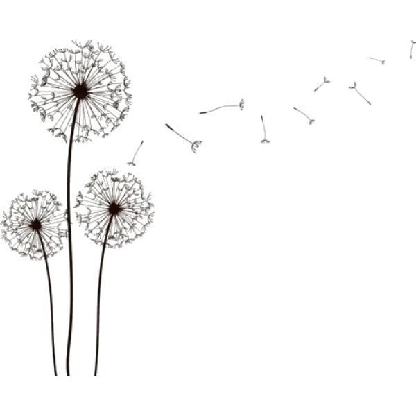 Dandelion Seeds Blowing Transparent PNG