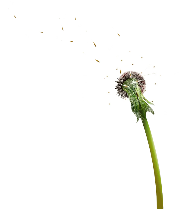 Dandelion Blowing Seeds PNG Transparent Background