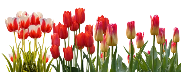 Colorful Tulips PNG Transparent Background