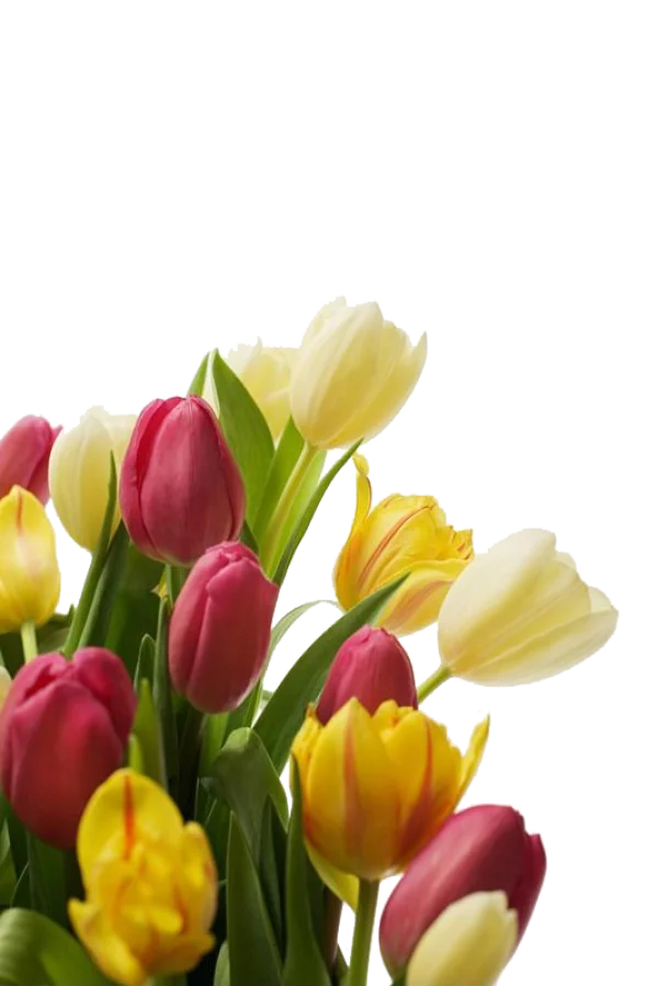 Vibrant Spring Tulips Bouquet PNG Transparent Background