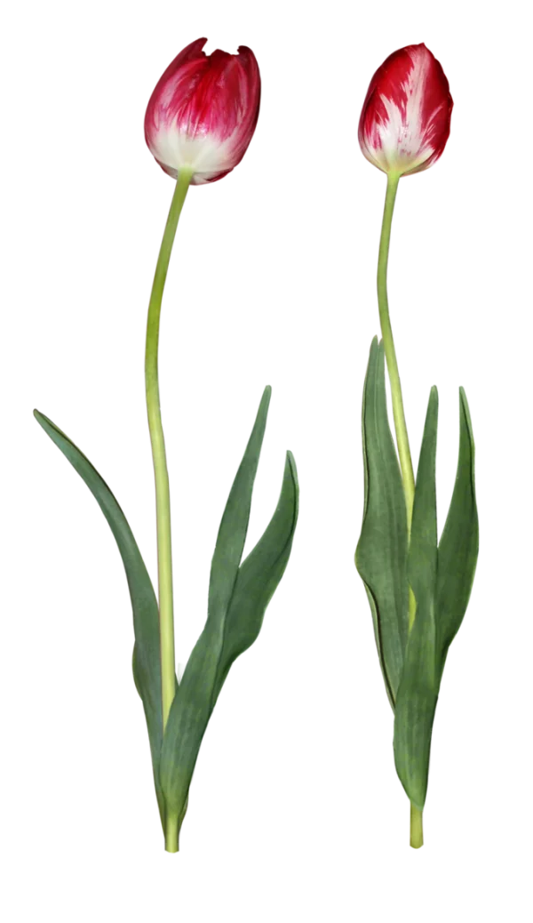 Red and White Striped Tulips PNG Transparent Background