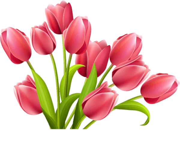 Pink Tulips Bouquet PNG Transparent Background
