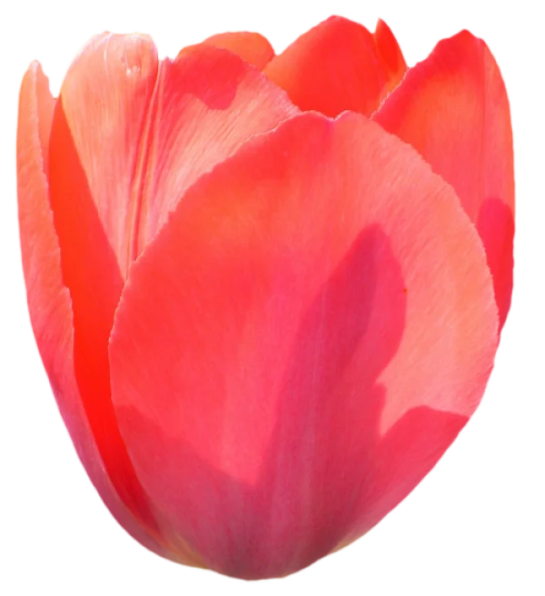 Red Tulip Flower PNG Transparent Background