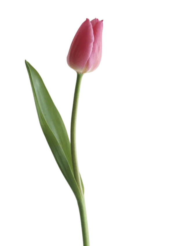 Pink Tulip PNG Transparent Background