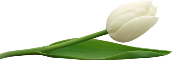 White Tulip PNG Transparent Background