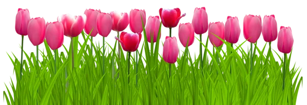 Pink Tulips in Green Grass PNG Transparent