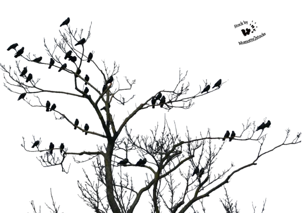 Bare Tree Branches with Birds Transparent PNG