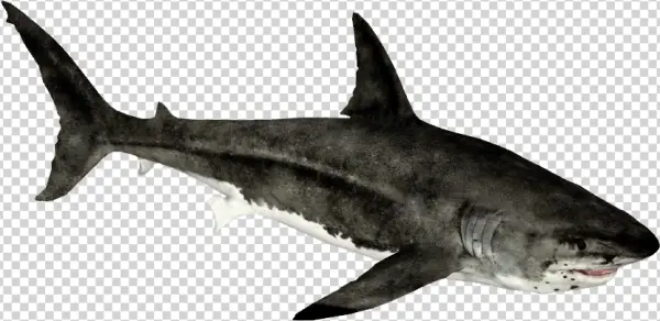 Realistic Great White Shark PNG Transparent Background