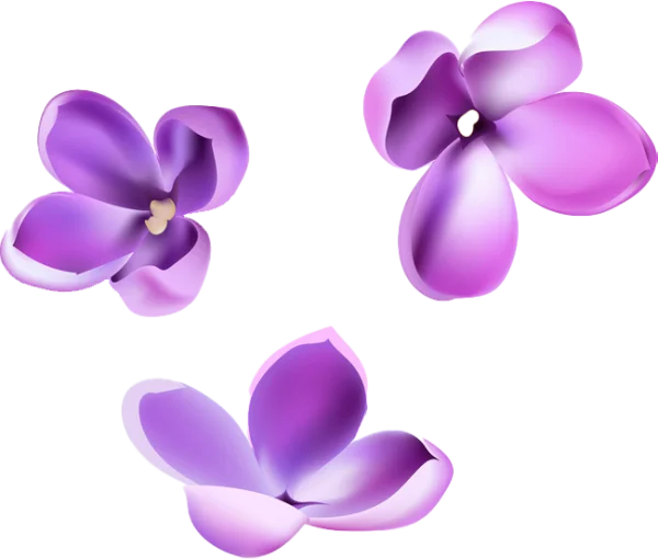 Purple Lilac Flowers PNG Transparent Background
