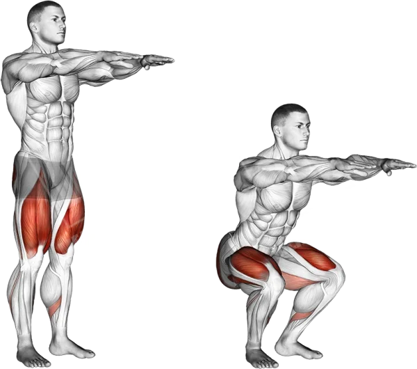 Male Squat Exercise Anatomy Highlighted PNG