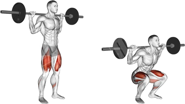 Barbell Squat Exercise with Muscle Highlight PNG