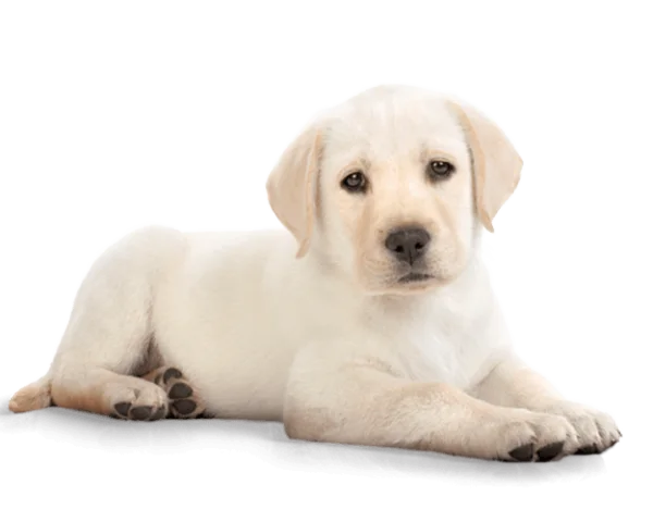White Labrador Puppy Lying Down PNG